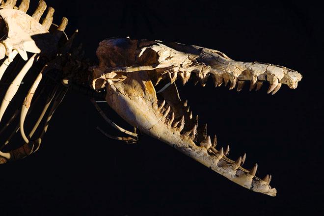 Skeleton of Pakicetus - Australian National Maritime Museum © Jude Timms